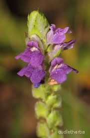 Rungia repens flower5.jpg